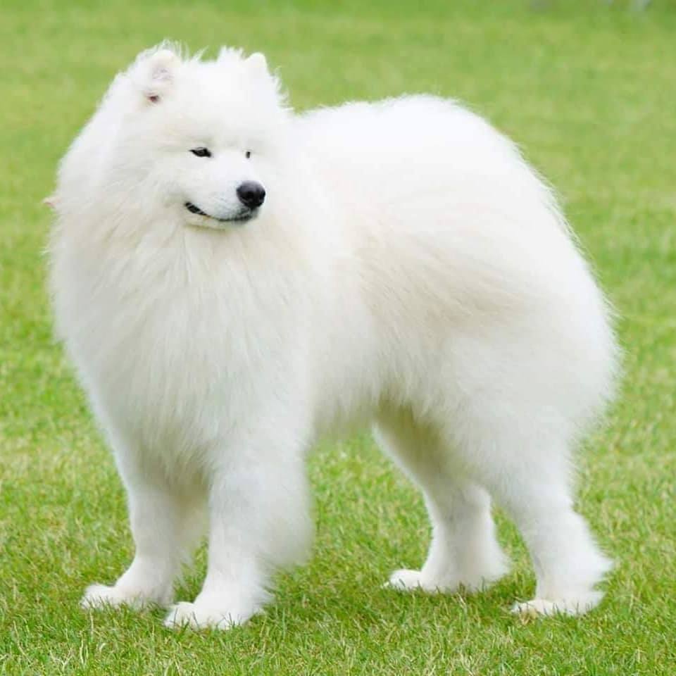 how much is a samoyed puppy usa